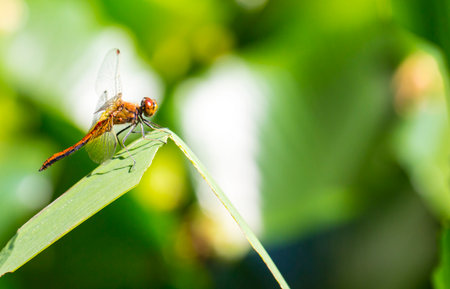 dragonfly sympetrum on a leaf. colorful macro photo of an insect. close-up. natural screensaver. dragonfly. Sympetrum. Libellulidae. Odonata. space for textの写真素材