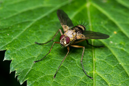 a fly on a blurred dark background. a colorful macro photo of an insect. space for text. a beautiful...