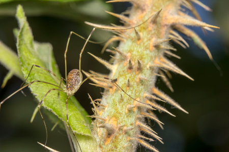 a spider on a wild rose branch. on a blurred background. a colorful macro photo of an insect. a...