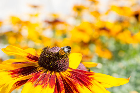 Rudbeckia flower. colorful flower macro photo. detailed photo. screensaver. text space. Rudbeckia....