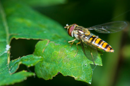 Helophilus on a green leaf. colorful macro photo of an insect. close-up. natural screensaver....