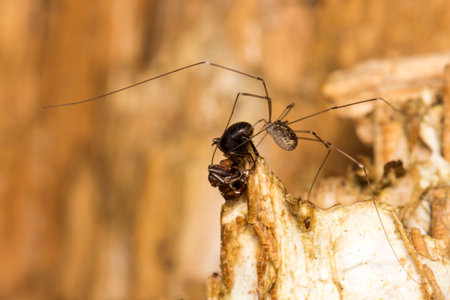 a harvestman spider on a light, blurred background. wildlife. a colorful, detailed macro photograph...