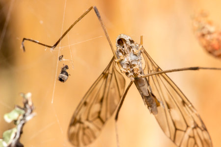 spider prey. spider on a web. blurred light background. wildlife. colorful macro photography. bokeh