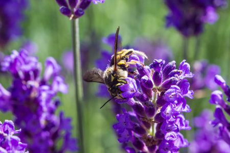 Prunella flower is purple. colorful detailed macro photo of a flower. blurred background with...