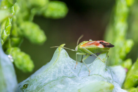 shield bug on a thuja cone. wildlife. colorful detailed macro photo of an insect. close-up. space...