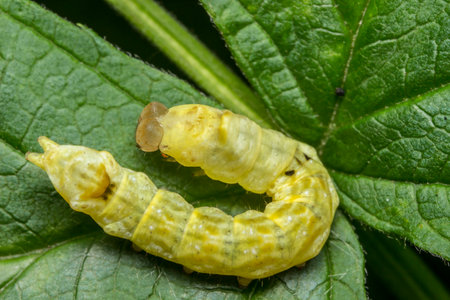 apple tree caterpillar. wildlife. colorful detailed macro photo of an insect. close-up. space for...