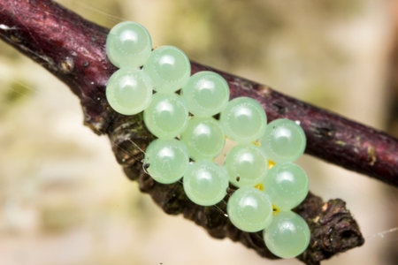 insect eggs on a plant. close-up. colorful macro photo of an insect. wildlife. blurred background. bokehの写真素材