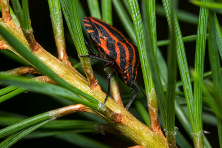 striped bug on a dark background. wildlife. colorful detailed macro photo of an insect. close-up. screensaver. bokeh. chinch. bug. beetle. Pentatomidae. insect pest. Graphosoma italicumの写真素材
