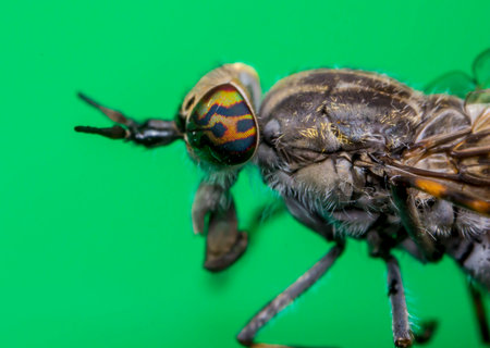 gadfly. insect portrait. colorful detailed macro photo of an insect. close-up. text space. compound...
