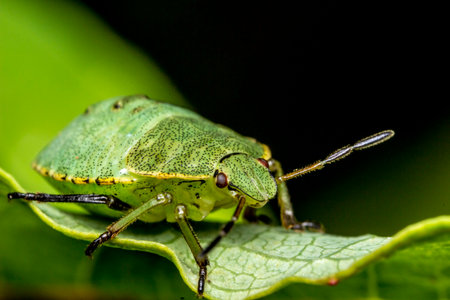 shield bug. head. insect portrait. colorful detailed macro photo of an insect. close-up. compound...
