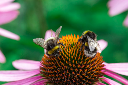 a pair of bumblebees pollinating an echinacea flower. love. relationships. living together. space for text. blurred background. bokehの写真素材