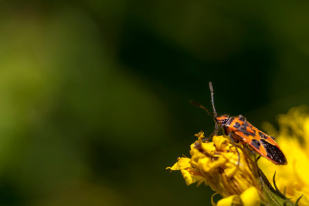 colorful detailed macro photo of an insect. close-up. space for text. screensaver. bokeh. chinch....