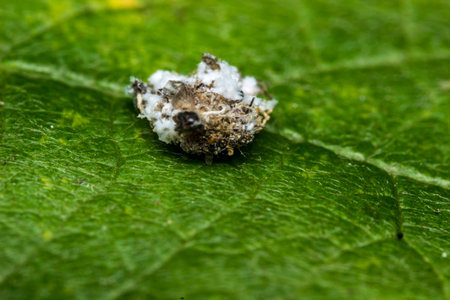 mealybug. wildlife. colorful detailed macro photo of an insect. close-up. space. screensaver. bokeh....
