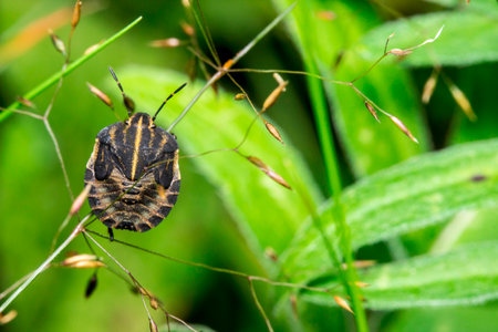 beautiful bug in . wildlife. colorful detailed macro photo of an insect. close-up. space for text....