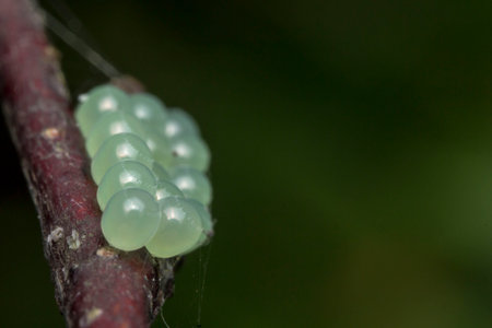 insect eggs on a plant. close-up. colorful macro photo of an insect. wildlife. blurred background. bokehの写真素材