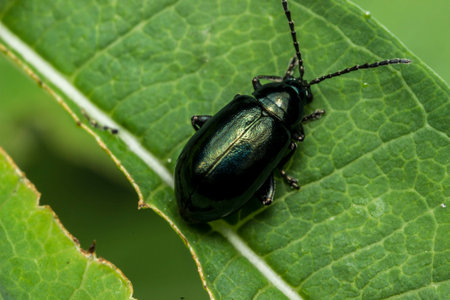 leaf beetle on a green leaf. wildlife. colorful detailed macro photo of an insect. close-up. space for text. screensaver. bokeh. bug. beetle Agelastica alni. Agelasticaの写真素材
