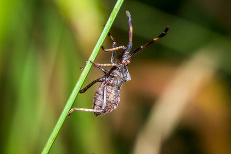 rhombic bug on a blade of grass. blurred background. wildlife. colorful detailed macro photo of an...