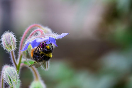 colorful macro photography of a plant. blurred background with highlights and bokeh. the beauty of...