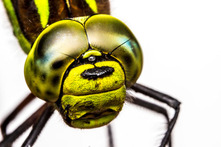dragonfly on a white background . wildlife. colorful detailed macro photo of an insect. close-up....