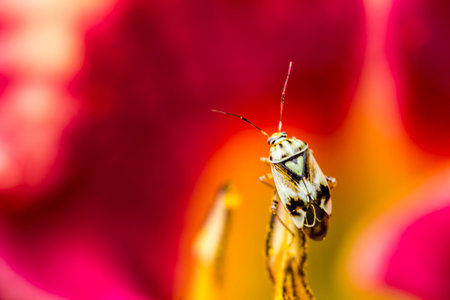 daylily. yellow flower. colorful macro photo of a flower on a blurred background. natural...