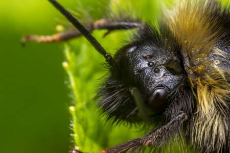 bumblebee. head. insect portrait. colorful detailed insect macro photo. close-up. text space....