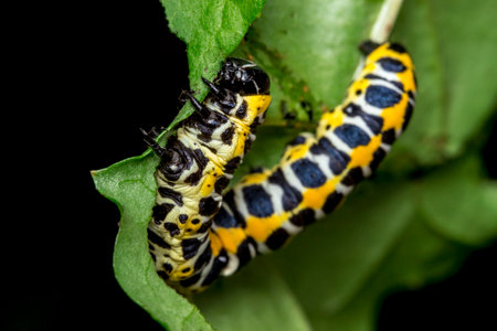 caterpillar of the cabbage butterfly. colorful detailed macro photograph of an insect in the wild. close-up. bokeh.の写真素材