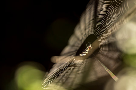 spider web with a spider on a blurred background. wildlife. colorful detailed macro photo of an...