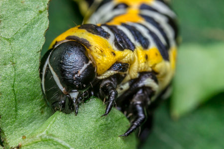a caterpillar eating a green leaf on a green blurred background. colorful detailed macro photo of an...