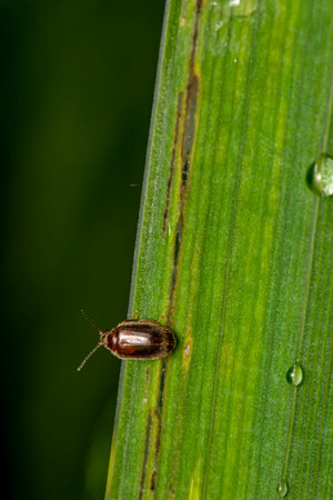 a small beetle on a large green leaf. colorful macro photo of an insect. close-up. natural lighting....