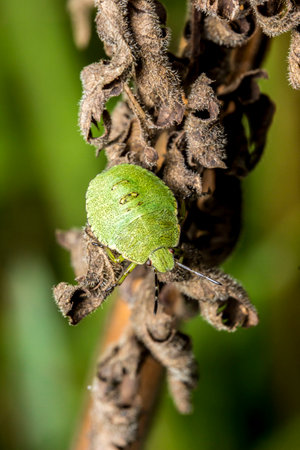 shield bug on a green leaf. wildlife. colorful detailed macro photo of an insect. close-up. space...