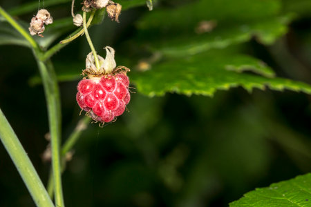 bright raspberry berries on a bush . colorful detailed macro photo of berries. space for text....