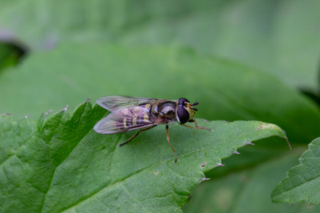 a sun fly sits on a golden leaf. colorful macro photography. close-up. artificial lighting. space...