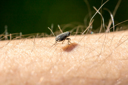 an insect on exposed skin. space for text. close-up.