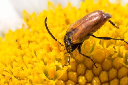 a leptura beetle on a chamomile flower with a blurred background. a colorful macro photo of an...