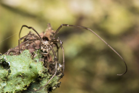 a harvestman spider on a blurred forest background. a colorful macro photograph of an insect. a...