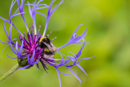 a mountain cornflower on a green background with a bumblebee pollinating a flower. close-up. natural...