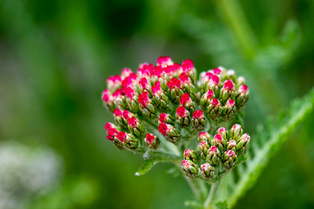 blooming buds with red yarrow flowers on a green blurred background. close-up. natural light....