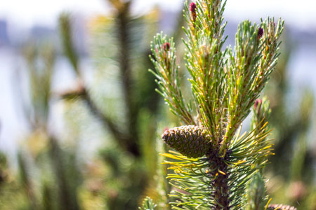 a Christmas tree cone on a branch with green needles. close-up on a blurred background with a side...
