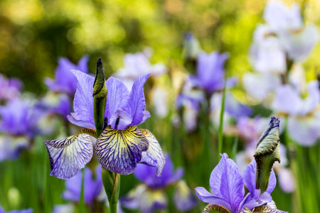bright blue Siberian iris flowers on a blurred background. a large poan. natural light. iris...