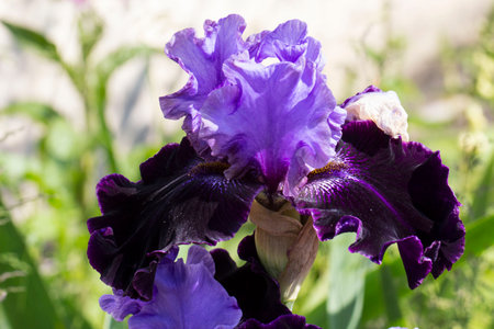 bright blue Siberian iris flowers on a blurred background. a large poan. natural light. iris...