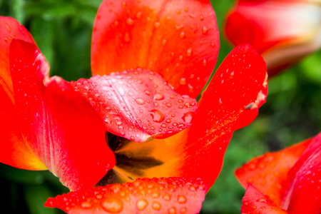 The red tulip. A hybrid of the Darwin tulip, it has large dark red inflorescences with slightly ruffled edges and a velvety texture. close-upの写真素材