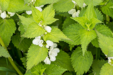 white nettle flowers on a blurred background. close-up. natural light. the yasnotka bush.の写真素材
