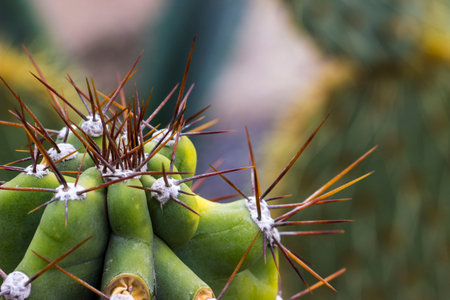 Cactus cereus peruvianus, on a blurry background with highlights. big thorns.