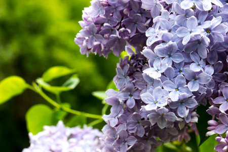 common lilac. blue flowers on a green blurred background with highlights. bokeh. natural light....