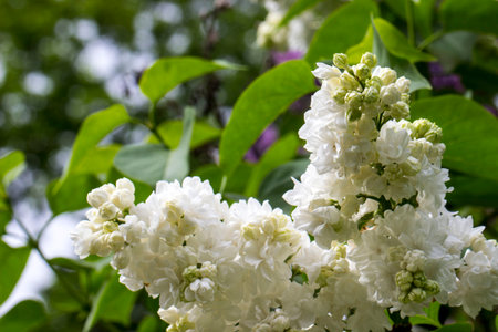 snow-white lilac flowers of Monique lemon variety on a green blurred background with highlights and...