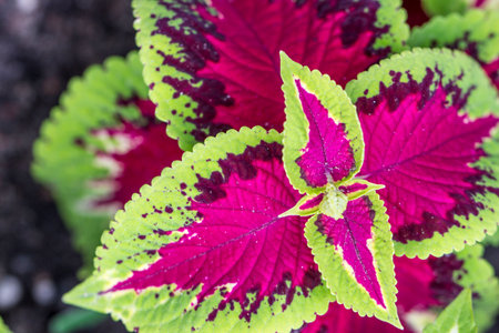 a bright coleus flower on a blurred background. view from above. close-up. natural light. Coleus....