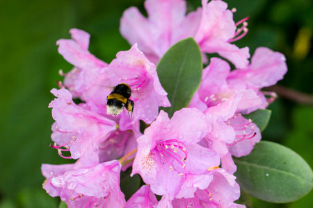 beautiful bright pink rhododendron flowers. the azalea is pink. close-up. blurred background....