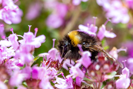 pink and white thyme flowers. blurred background with highlights and bokeh. close-up. colorful...