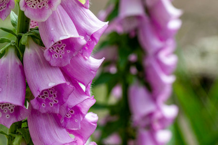 Digitalis purpurea . beautiful pink flowers. blurred background with highlights and bokeh. close-up....