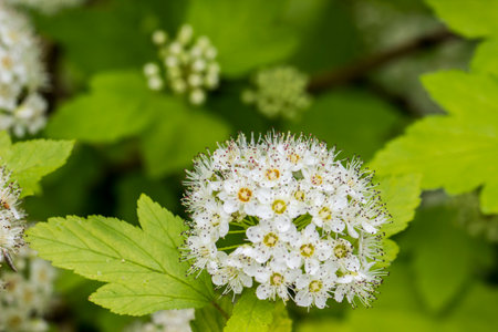 white spirea flowers on a blurred background with bokeh. space for text. colorful flower photo....